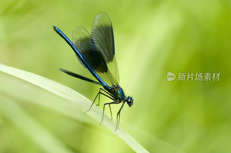 带状Demoiselle (Calopteryx splendens)雄性